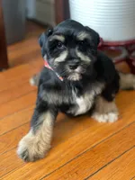 Blaze, a male Miniature Schnauzer for sale in Milwaukee, WI – Photo 3 of 9