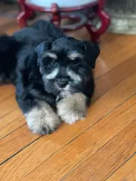 Blaze, a male Miniature Schnauzer for sale in Milwaukee, WI – Photo 1 of 9