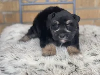 Blaze, a male Miniature Schnauzer for sale in Milwaukee, WI – Photo 9 of 9