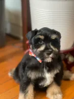 Blaze, a male Miniature Schnauzer for sale in Milwaukee, WI – Photo 2 of 9