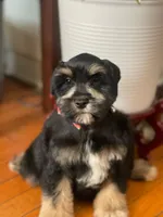 Blaze, a male Miniature Schnauzer for sale in Milwaukee, WI – Photo 5 of 9