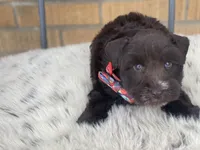 Henry, a male Miniature Schnauzer for sale in Milwaukee, WI – Photo 3 of 7