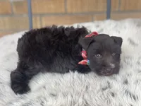 Henry, a male Miniature Schnauzer for sale in Milwaukee, WI – Photo 5 of 7