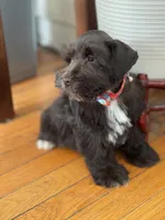 Henry, a male Miniature Schnauzer for sale in Milwaukee, WI – Photo 1 of 7