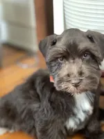 Henry, a male Miniature Schnauzer for sale in Milwaukee, WI – Photo 7 of 7