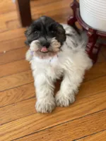 Zeak, a male Miniature Schnauzer for sale in Milwaukee, WI – Photo 2 of 10