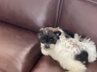 Zeak, a male Miniature Schnauzer for sale in Milwaukee, WI – Photo 10 of 10