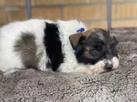 Zeak, a male Miniature Schnauzer for sale in Milwaukee, WI – Photo 9 of 10