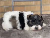 Zeak, a male Miniature Schnauzer for sale in Milwaukee, WI – Photo 6 of 10