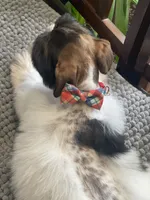 Zeak, a male Miniature Schnauzer for sale in Milwaukee, WI – Photo 3 of 10