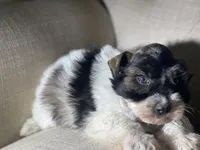 Zeak, a male Miniature Schnauzer for sale in Milwaukee, WI – Photo 7 of 10