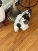 Zeak, a male Miniature Schnauzer for sale in Milwaukee, WI – Photo 4 of 10