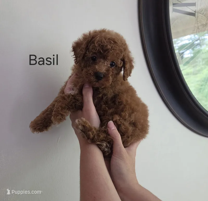 Basil – Poodle - Toy  puppy for sale in Walled Lake, MI