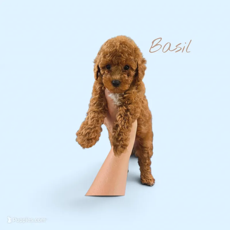 Basil – Poodle - Toy  puppy on hold in Walled Lake, MI