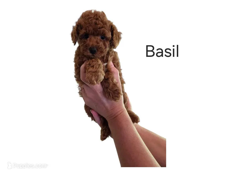 Basil – Poodle - Toy  puppy for sale in Walled Lake, MI