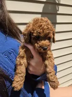 Basil, a male Poodle - Toy  for sale in Walled Lake, MI – 3 of 3