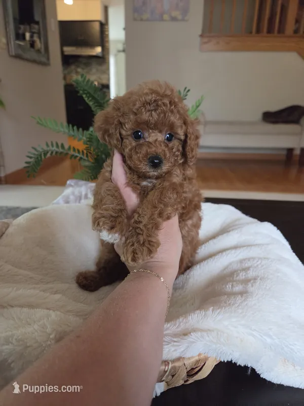 Thyme – Poodle - Toy  puppy for sale in Walled Lake, MI