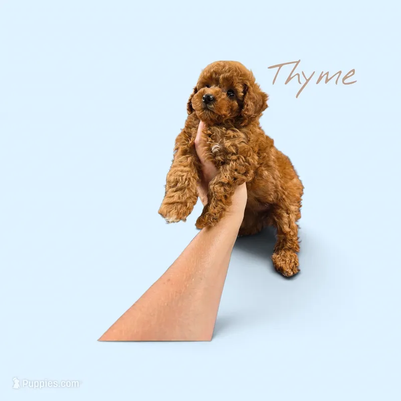 Thyme – Poodle - Toy  puppy for sale in Walled Lake, MI