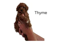 Thyme, a male Poodle - Toy  for sale in Walled Lake, MI – 3 of 4