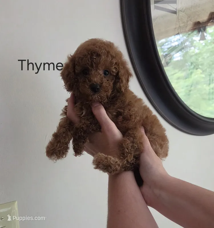 Thyme – Poodle - Toy  puppy for sale in Walled Lake, MI