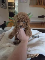Basil, a male Poodle - Toy  for sale in Walled Lake, MI – 2 of 3