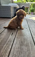 Thyme, a male Poodle - Toy  for sale in Walled Lake, MI – 4 of 4