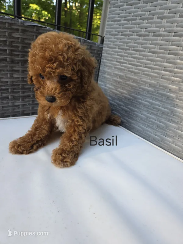 Basil – Poodle - Toy  puppy on hold in Walled Lake, MI