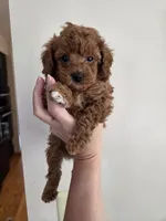 Thyme, a male Poodle - Toy  for sale in Walled Lake, MI – 2 of 4