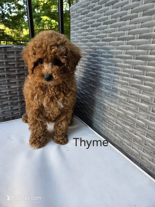 Thyme – Poodle - Toy  puppy on hold in Walled Lake, MI