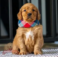 Mako, a female Miniature Golden Retriever for sale in Sugarcreek, OH – Photo 3 of 3