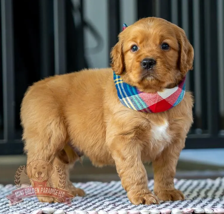 Mako, a female Miniature Golden Retriever for sale in Sugarcreek, OH – Photo 1 of 3