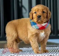 Mako, a female Miniature Golden Retriever for sale in Sugarcreek, OH – Photo 1 of 3