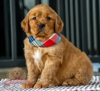 Mako, a female Miniature Golden Retriever for sale in Sugarcreek, OH – Photo 2 of 3