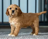Victor, a male Miniature Golden Retriever for sale in Sugarcreek, OH – Photo 4 of 5