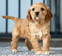 Victor, a male Miniature Golden Retriever for sale in Sugarcreek, OH – Photo 3 of 5