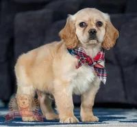 Victor, a male Miniature Golden Retriever for sale in Sugarcreek, OH – Photo 2 of 5