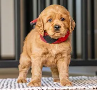 Milo, a male Miniature Golden Retriever for sale in Sugarcreek, OH – 4 of 5