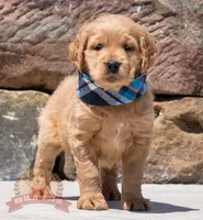 Niles, a male Miniature Golden Retriever for sale in Sugarcreek, OH – 3 of 3