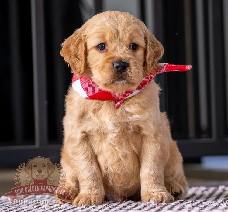 Max, a female Miniature Golden Retriever for sale in Sugarcreek, OH – Photo 1 of 3