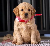 Max, a female Miniature Golden Retriever for sale in Sugarcreek, OH – Photo 1 of 3