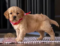 Max, a female Miniature Golden Retriever for sale in Sugarcreek, OH – Photo 3 of 3