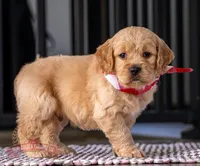 Max, a female Miniature Golden Retriever for sale in Sugarcreek, OH – Photo 2 of 3