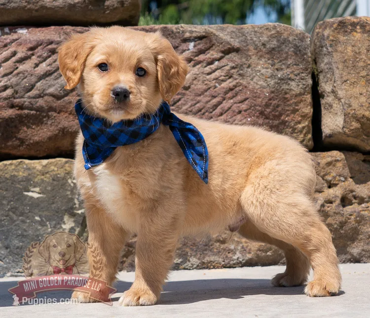 Marco – Miniature Golden Retriever puppy for sale in Sugarcreek, OH