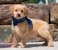 Marco, a male Miniature Golden Retriever for sale in Sugarcreek, OH – 1 of 4