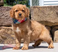 Mako, a male Miniature Golden Retriever for sale in Sugarcreek, OH – 2 of 5