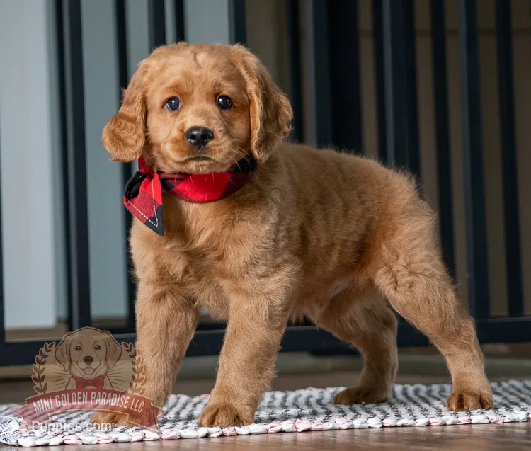 Milo – Miniature Golden Retriever puppy for sale in Sugarcreek, OH