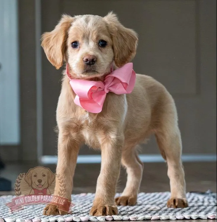 Lacey, a female Miniature Golden Retriever for sale in Sugarcreek, OH – Photo 1 of 4