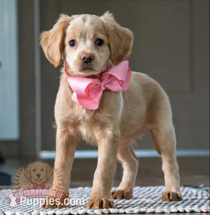 Lacey, a female Miniature Golden Retriever for sale in Sugarcreek, OH – Photo 1 of 4