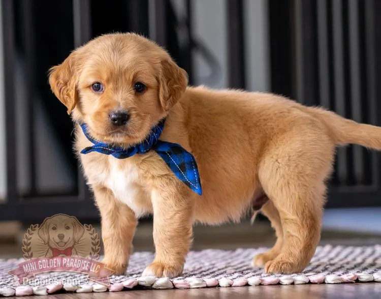 Marco – Miniature Golden Retriever puppy for sale in Sugarcreek, OH
