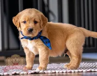 Marco, a female Miniature Golden Retriever for sale in Sugarcreek, OH – 1 of 2